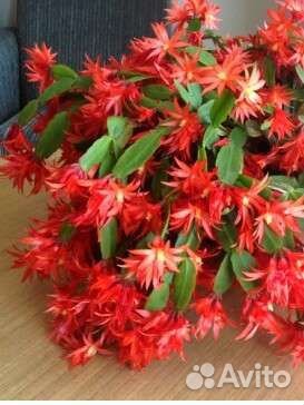 Рипсалидопсис белый и красный