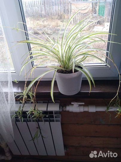 Комнатные растения