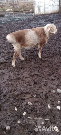 Козы и бараны