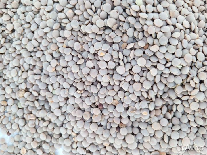 Чечевица красная