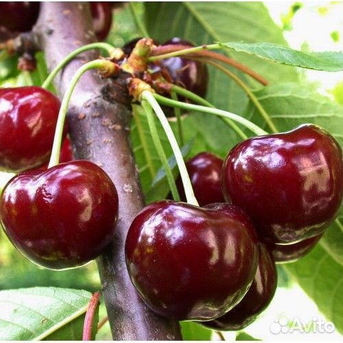 Черешня Овстуженка / Саженцы вишни