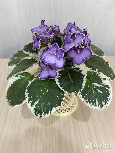 Фиалки сортовые