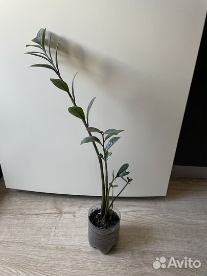 Замиокулькас