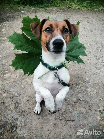 Вязка джек Рассел терьер