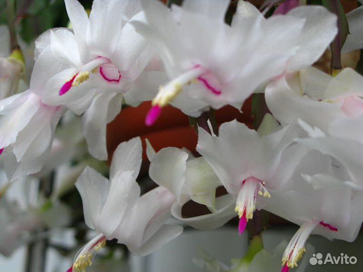 Белый декабрист