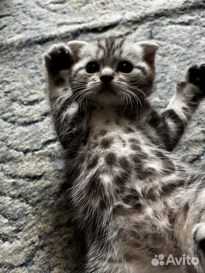 Шотландская вислоухая кошка