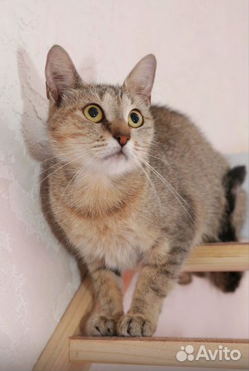 Кошка в добрые руки