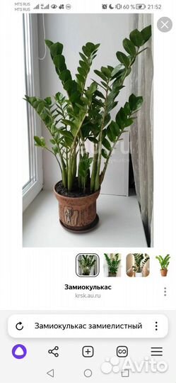 Комнатные цветы