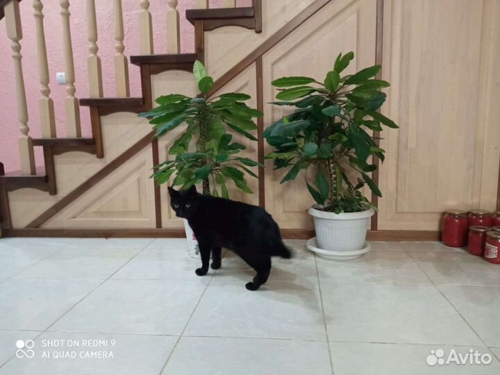 Комнатные растения. Молочай