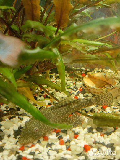 Сомики анциструсы