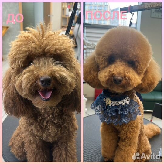 Груминг собак