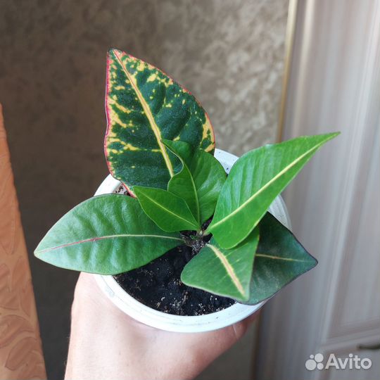 Кротон Петра