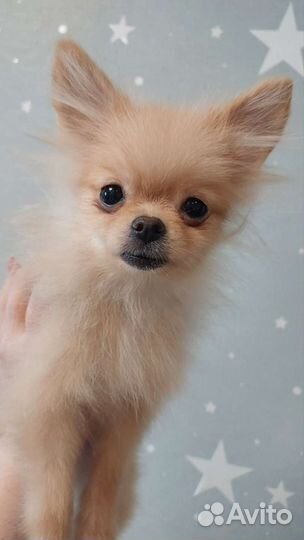 Рыжее счастье