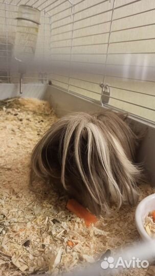 Морская свинка