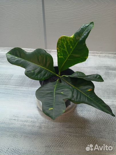 Кодиеум кротон