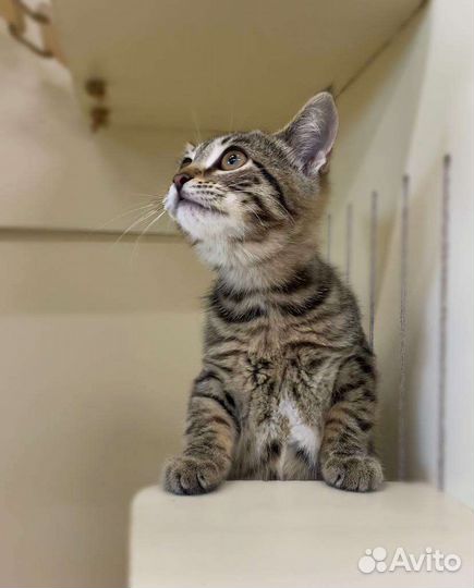 Трогательная полосатая девочка котенок в дар