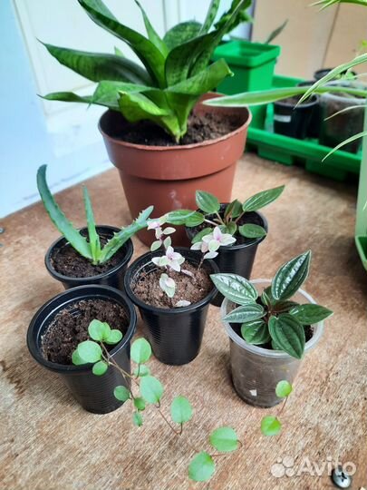 Алоэ, мюленбекия, пеперомия,сансевиерия, каллизия