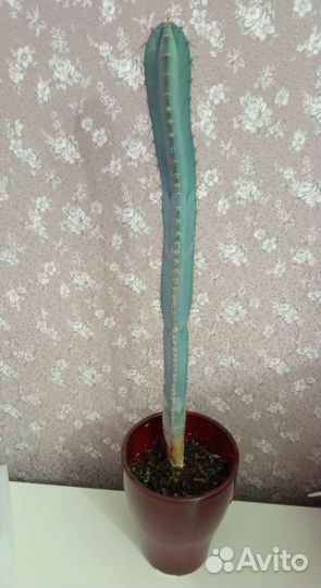 Кактус с голубоватым оттенком