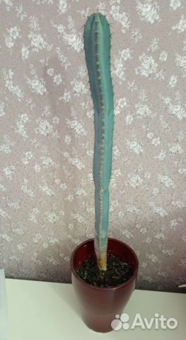 Кактус с голубоватым оттенком