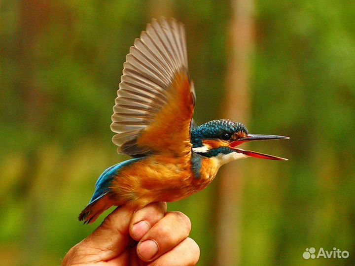 Экскурсия — Калининград — Тёплая прогулка по Куршс