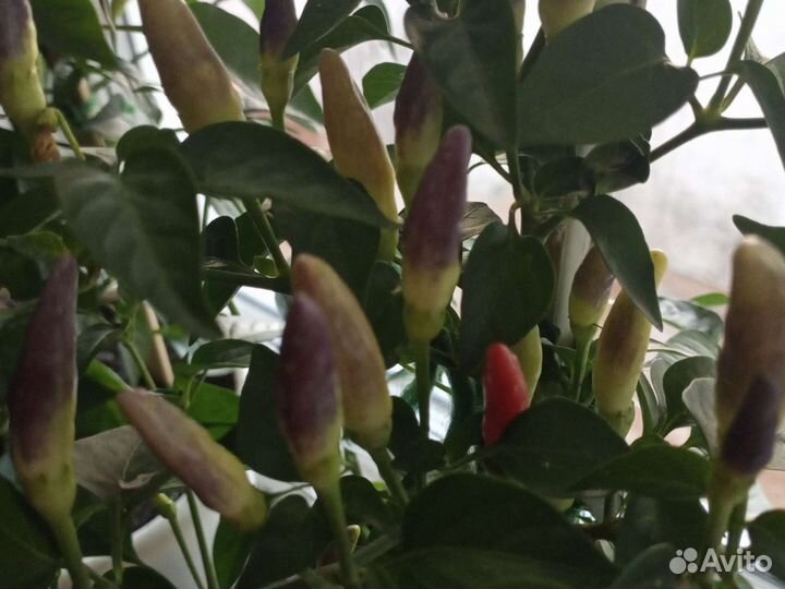 Острый перчик