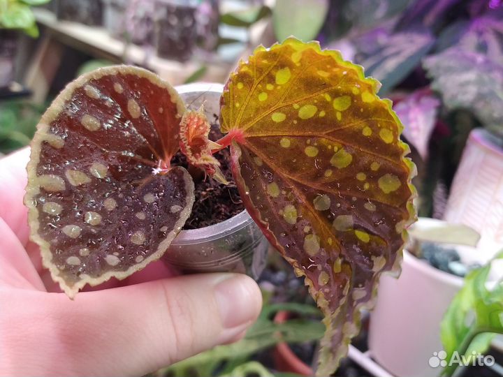 Редкие бегонии