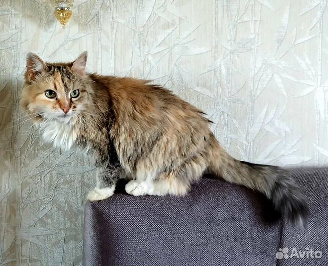 После смерти хозяина кошка стала никому не нужна