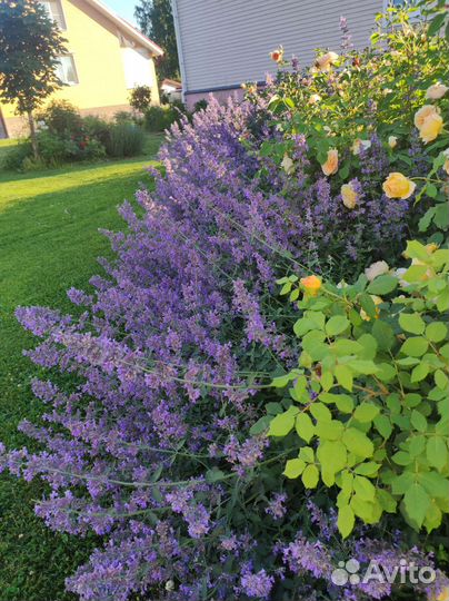 Гейхеры, котовники,злаки,очитки,астильбы,клопогон