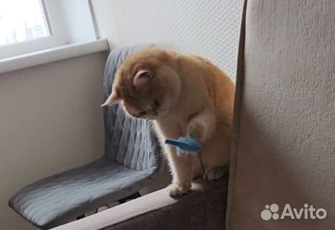 Британская кошка