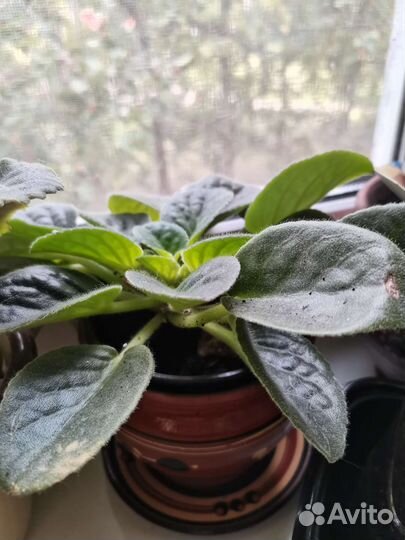 Сортовые фиалки