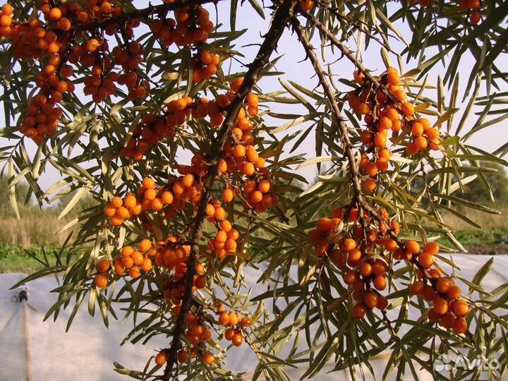 Многолетники для дачи 6