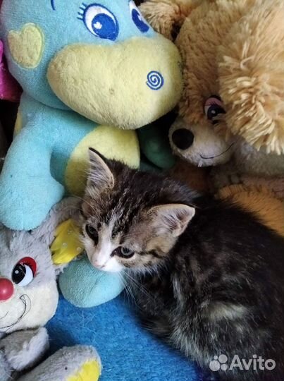 Красивые котятки