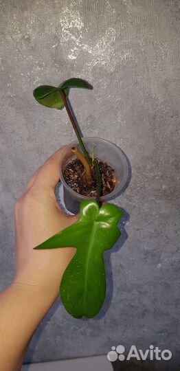 Комнатные домашние растения