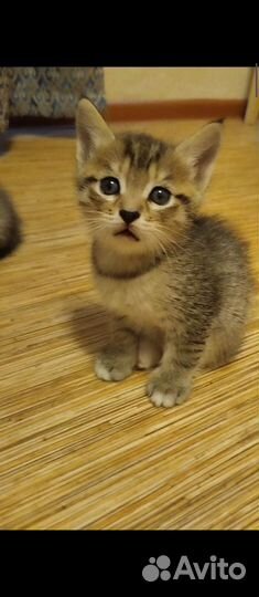 Сибирская кошка
