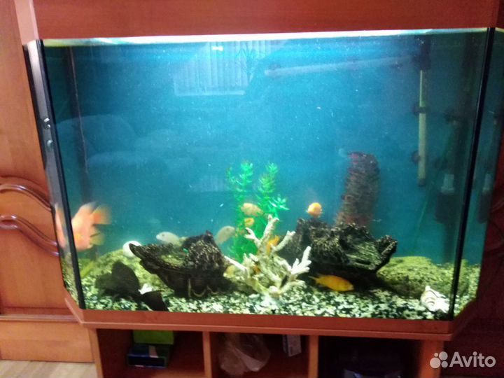 Чистка аквариумов