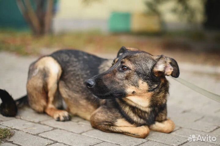 Собака в добрые руки