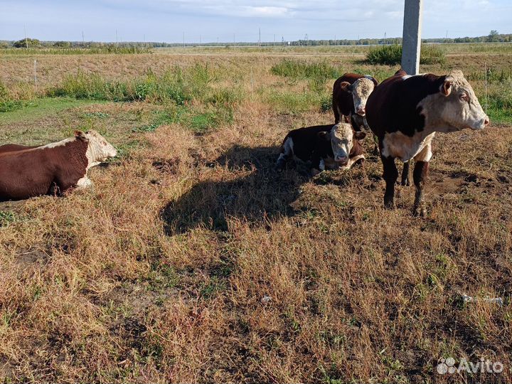 Быки герефорд