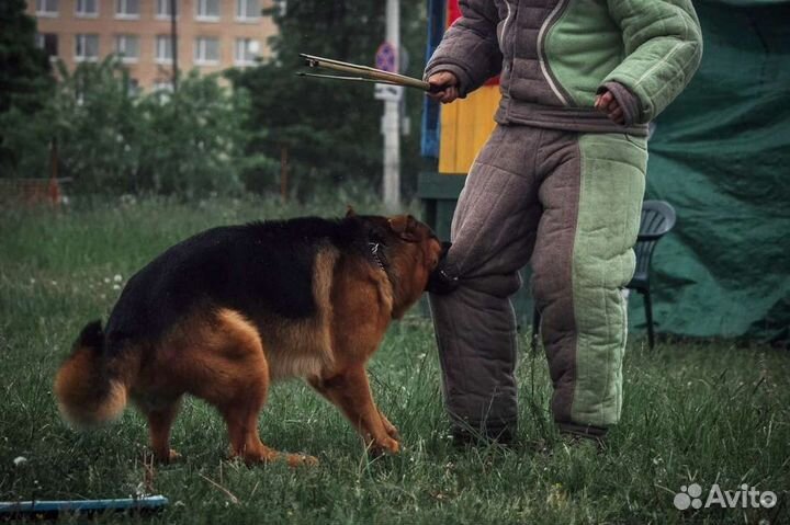 Кинолог. Дрессировка собак