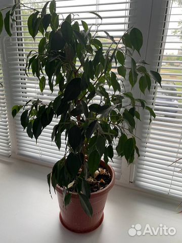 Фикус бенджамина