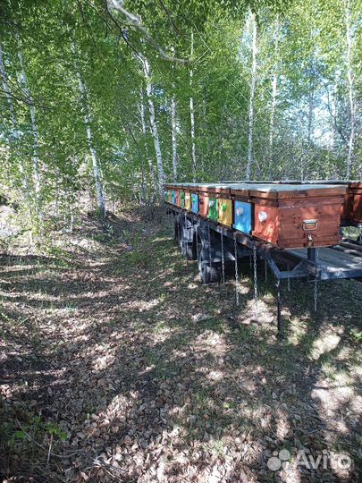 Продам пасеку