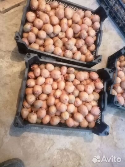 Семенной картофель