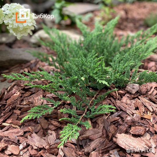Мульча кора лиственницы