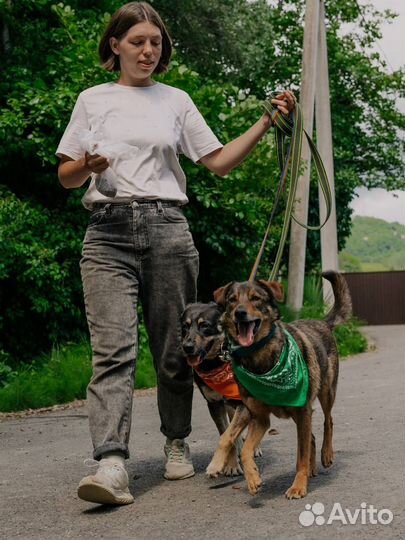 Собака Том в добрые руки