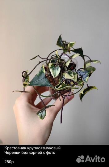 Крестовники