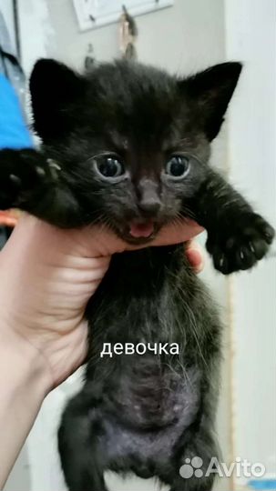 Котята в добрые руки бесплатно