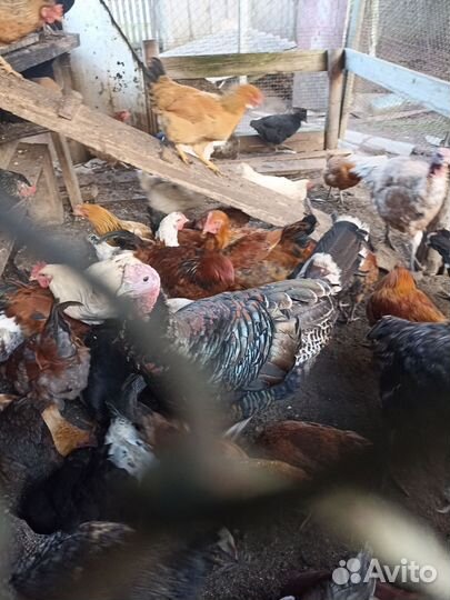 Куры, индюки