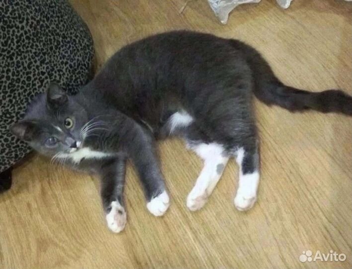 Кошечка Стеша в добрые руки