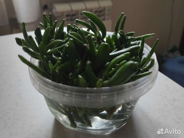 Красула хоббит