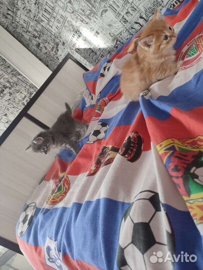 Котята в добрые руки бесплатно