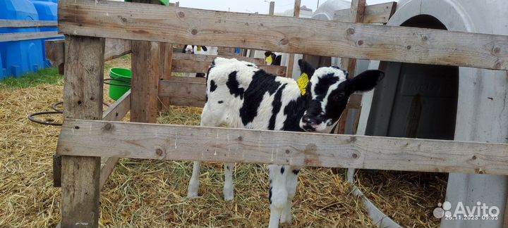 Домашние животные